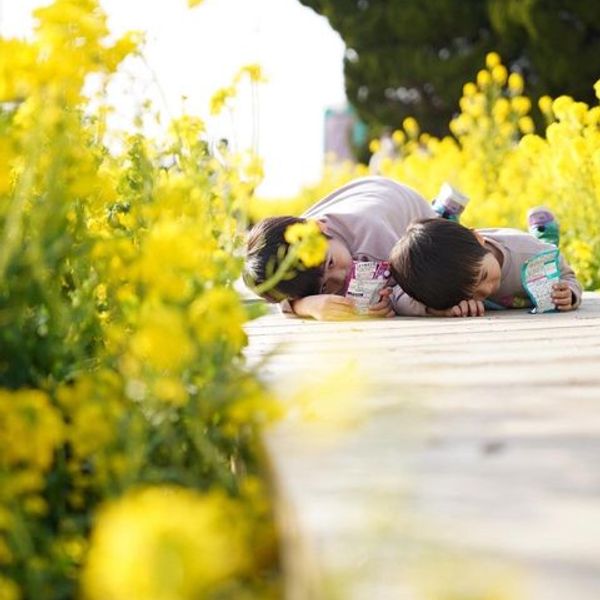 伊良湖菜の花ガーデン - トップ画像