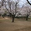 世田谷区立祖師谷公園　花見広場 - トップ画像