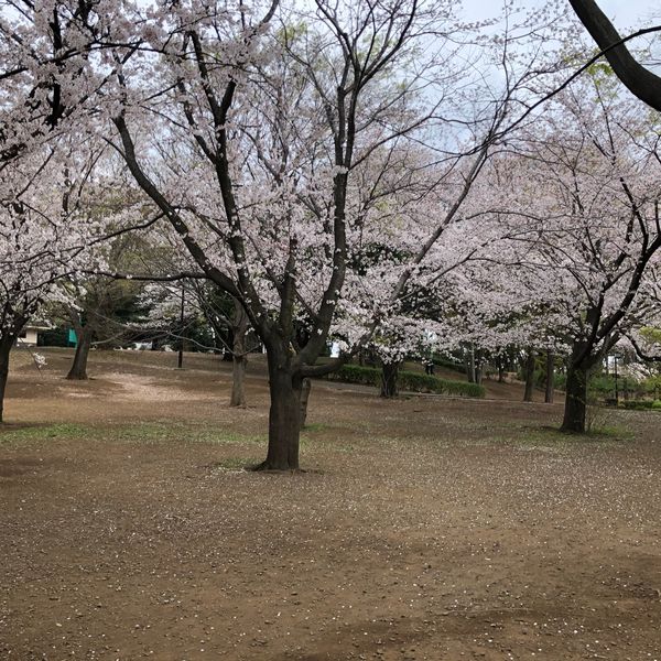 世田谷区立祖師谷公園　花見広場 - おすすめ画像