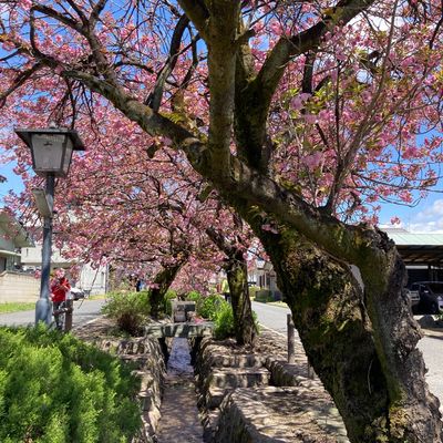 旧白井宿 八重桜の並木 | MEQQE(めっけ) 旧白井宿 八重桜の並木 | MEQQE(めっけ)