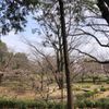 世田谷区　祖師谷公園 - トップ画像