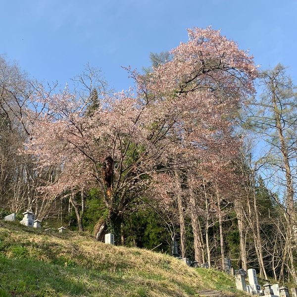 龍泉寺墓地の桜 - トップ画像