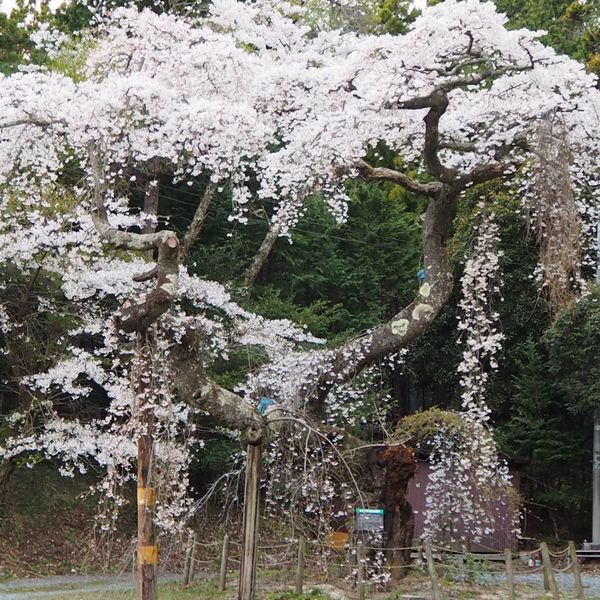 不動尊のしだれ桜 - トップ画像