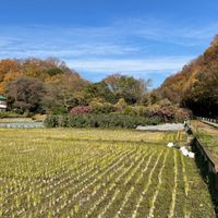 谷戸の田園風景 - 投稿画像1