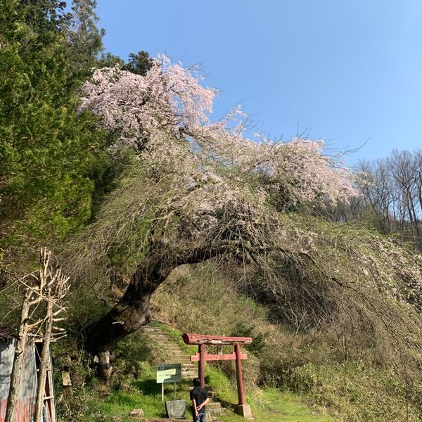 立石稲荷のしだれ桜 - おすすめ画像