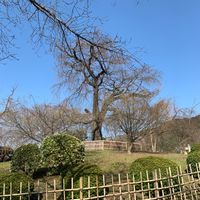 円山公園 - 投稿画像2