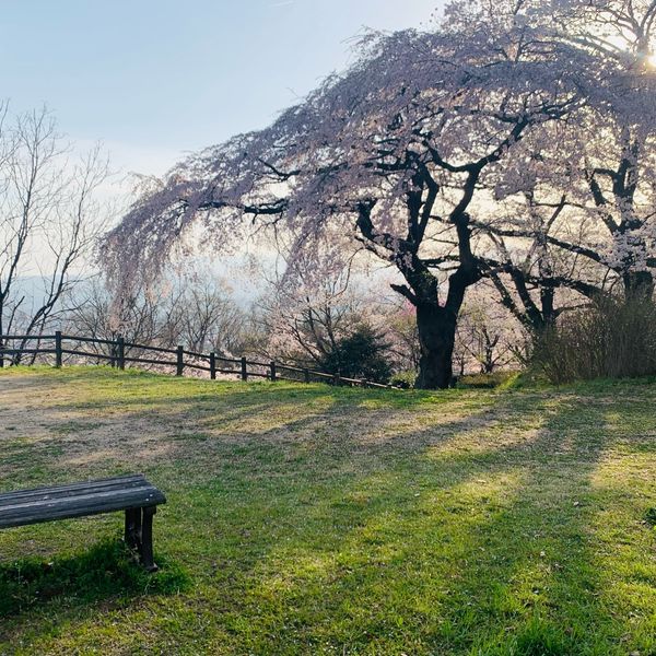 弁天山頂上桜 - おすすめ画像