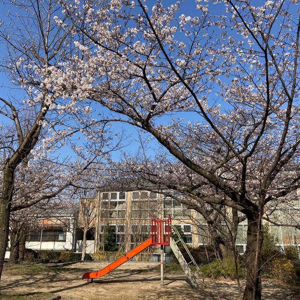 さざんか公園 - おすすめ画像