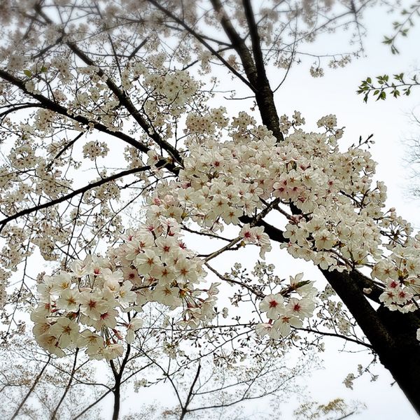 桜、台 中台さくら公園（公園） | MEQQE（めっけ）