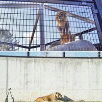 のんほいパーク（豊橋総合動植物公園）動物園 - 投稿画像2