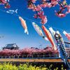 免々田川の河津桜（メメダガワ） - トップ画像