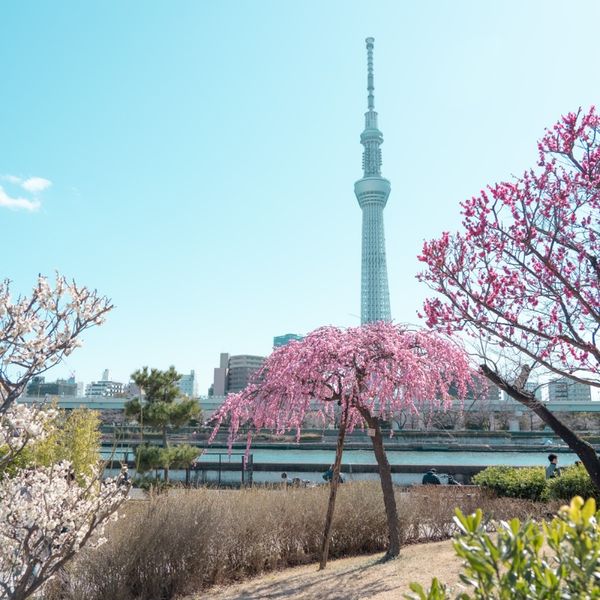 隅田公園 - おすすめ画像