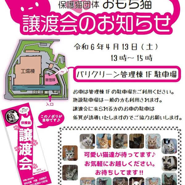◆4/13（土）今治市保護子猫団体“おもち猫”　譲渡会◆ - トップ画像