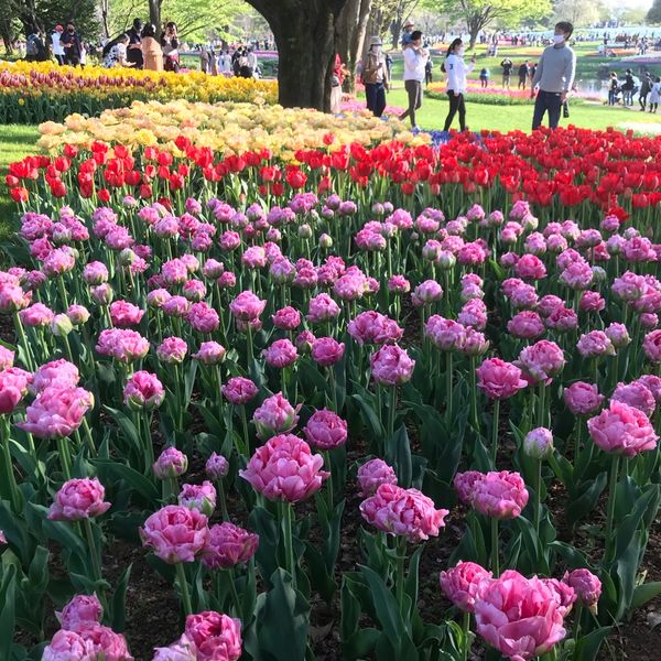 昭和記念公園 - おすすめ画像