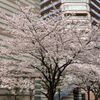 武蔵小杉ど真ん中の美しい桜 - トップ画像