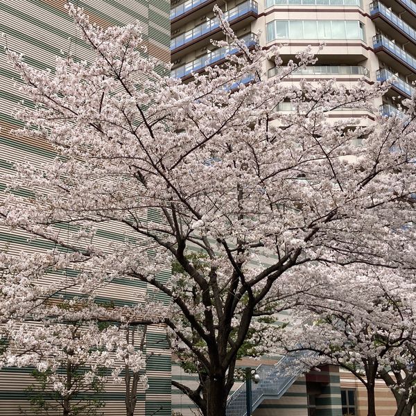 武蔵小杉ど真ん中の美しい桜 - おすすめ画像