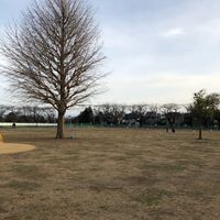高井戸公園 芝生広場（北地区） - 投稿画像0