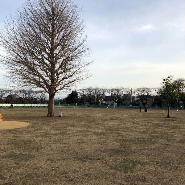 高井戸公園 芝生広場（北地区） - トップ画像