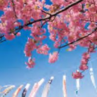 免々田川の河津桜（メメダガワ） - 投稿画像1