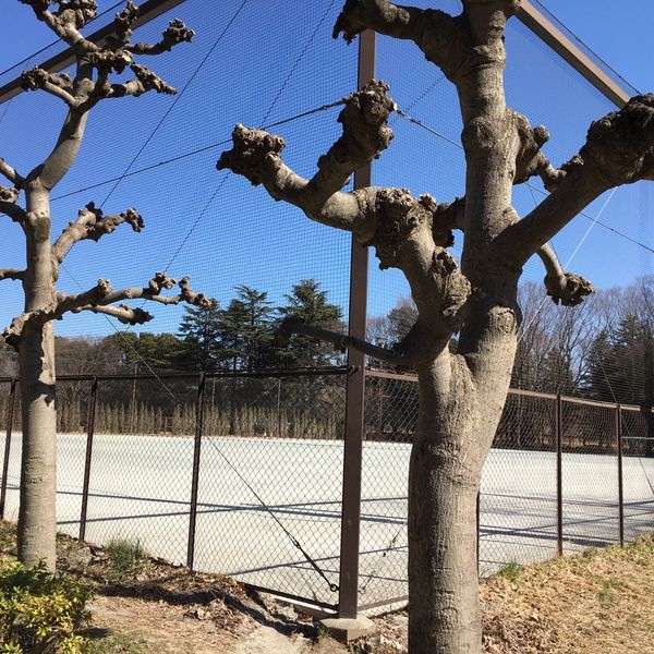 小サッカー場 砧公園 - トップ画像