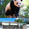 東京都恩賜上野動物園 - トップ画像