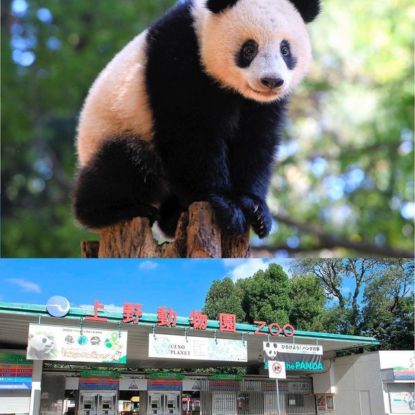 東京都恩賜上野動物園 - おすすめ画像