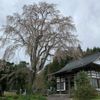 大方寺の桜 - トップ画像