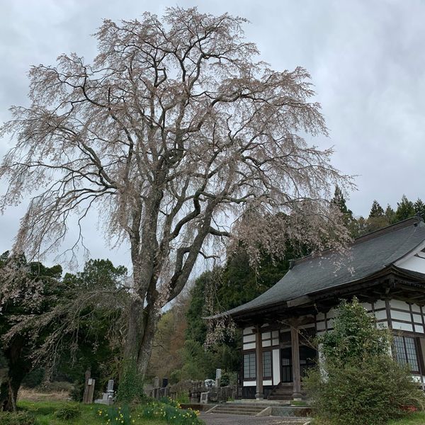 大方寺の桜 - トップ画像