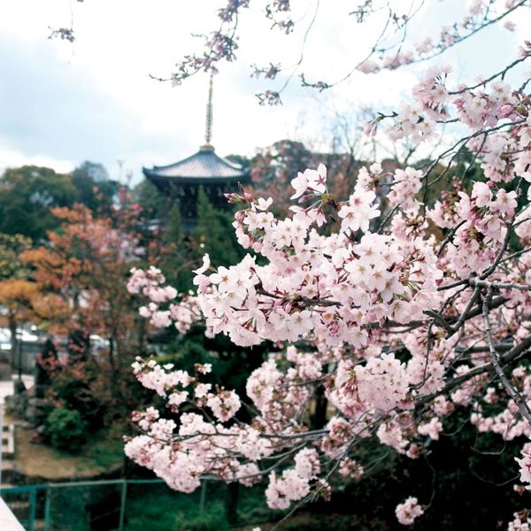 水間寺 - おすすめ画像