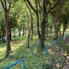 丸山第1号緑地 - トップ画像