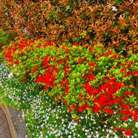 南高橋南西児童遊園 - 投稿画像0