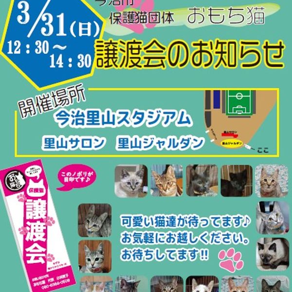 ◆3/31（日）今治市保護子猫団体“おもち猫”　譲渡会◆ - トップ画像