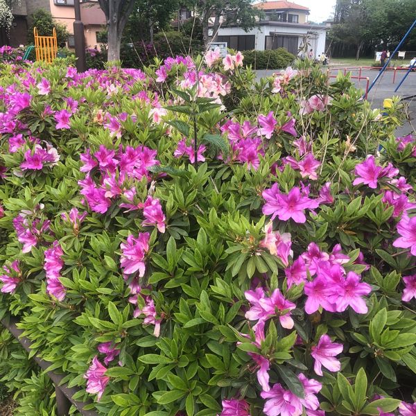 本郷四丁目第二公園 - トップ画像