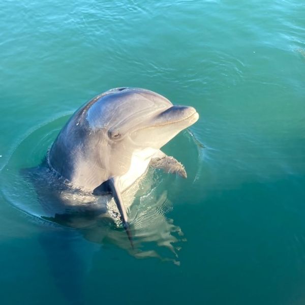 Dolphin Farm Shimanami - おすすめ画像