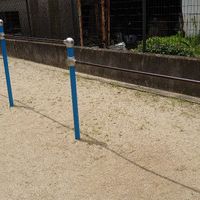 神殿町第4号街区公園 - 投稿画像2