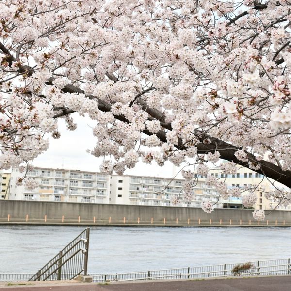 Sumidagawa-zoi (Kita-ku) - おすすめ画像