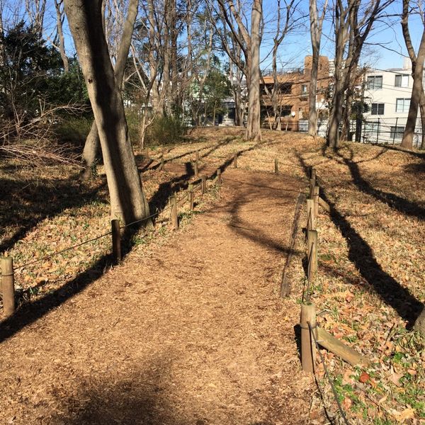 林試の森公園 野草の径 - トップ画像