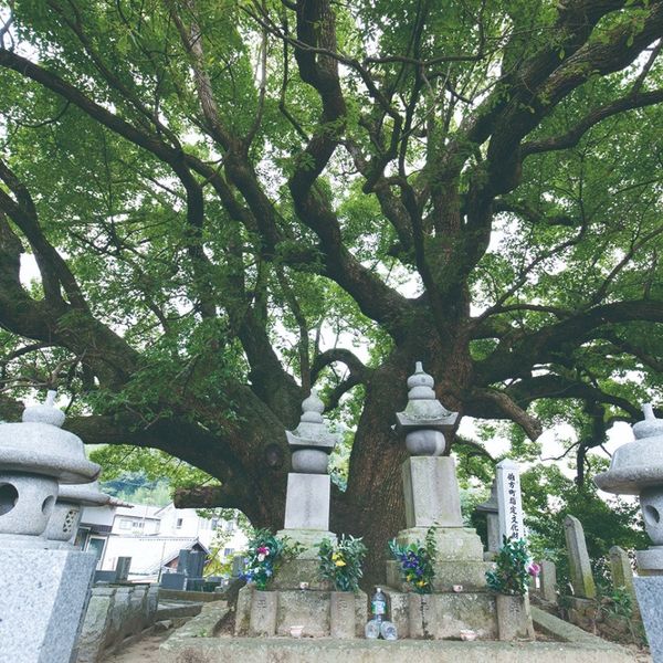 伝村上雅房墓と禅興寺 - トップ画像