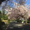 伊豆高原桜並木 - トップ画像
