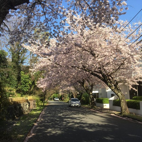 伊豆高原桜並木 - おすすめ画像