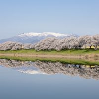 Shiroishi-gawa Zutsumi  Hitome Senbon-zakura - 投稿画像0