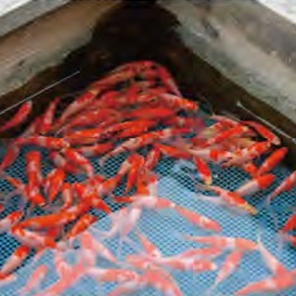 弥富金魚卸売市場 - おすすめ画像