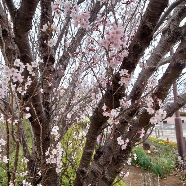 都立大島小松川公園 - おすすめ画像