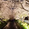 豊穂川沿いの桜並木 - トップ画像