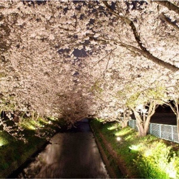 豊穂川沿いの桜並木 - おすすめ画像