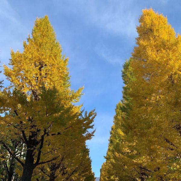 慶應義塾大学　日吉キャンパス　イチョウ並木 - おすすめ画像