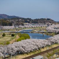 Shiroishi-gawa Zutsumi  Hitome Senbon-zakura - 投稿画像3