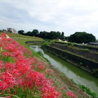 矢勝川の彼岸花 - 投稿画像1