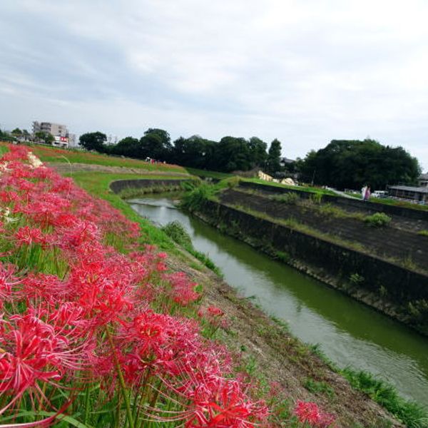 矢勝川の彼岸花 - おすすめ画像