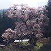 谷沢古内の桜 - トップ画像